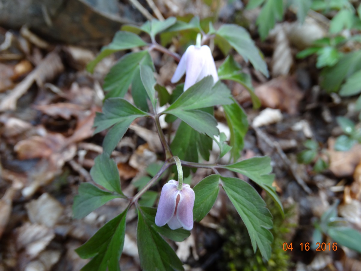 Wood anemones, Stocking Springs Wood